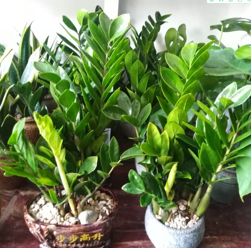养花技巧,黄叶,金钱树叶子发黄,植物,金钱树怎么养