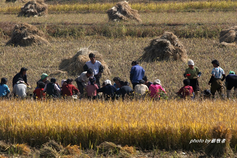 火车上拍到朝鲜农民在田间吃大锅饭,集体干活场面,超乎你的想象