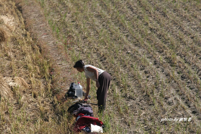 火车上拍到朝鲜农民在田间吃大锅饭,集体干活场面,超乎你的想象