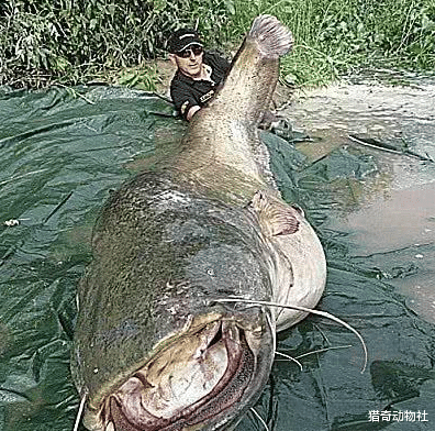 世界上最大的鲶鱼有多大?