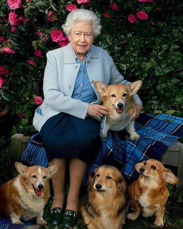 英国王室,伊丽莎白女王,短腿柯基,凯特王妃