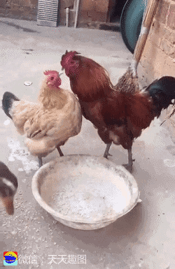 鸭子心里说: