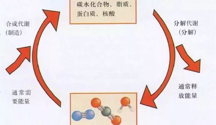 提高新陈代谢,加快脂肪快速燃烧,减肥减脂更有效