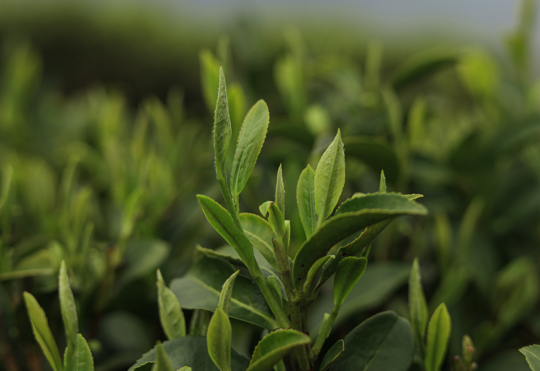 《鲜茶叶》 芽叶肥·锋苗显露, 叶肉丰满不粗老