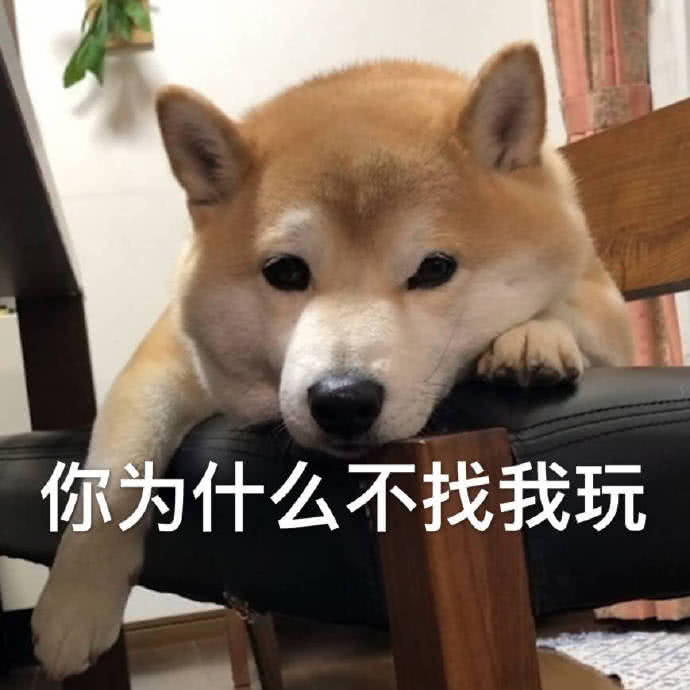 宠物,可爱,微信,表情包,壁纸