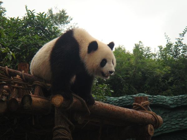 贵阳最大野生动物园,不是黔灵山动物园,很多人没去过