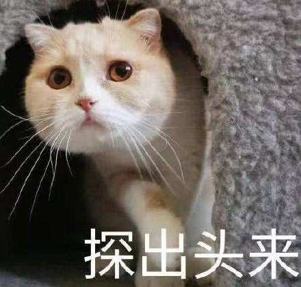 猫咪表情包 撩人必备 走过路过千万不要错过哦!