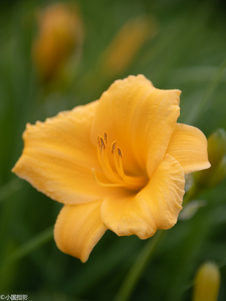 花卉摄影:金娃娃萱草,名字萌哒哒,花儿却是很认真的美