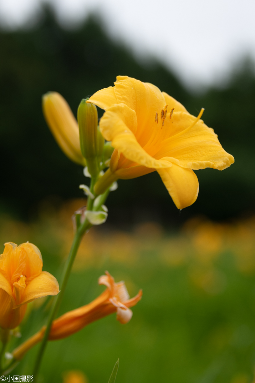 花卉摄影:金娃娃萱草,名字萌哒哒,花儿却是很认真的美