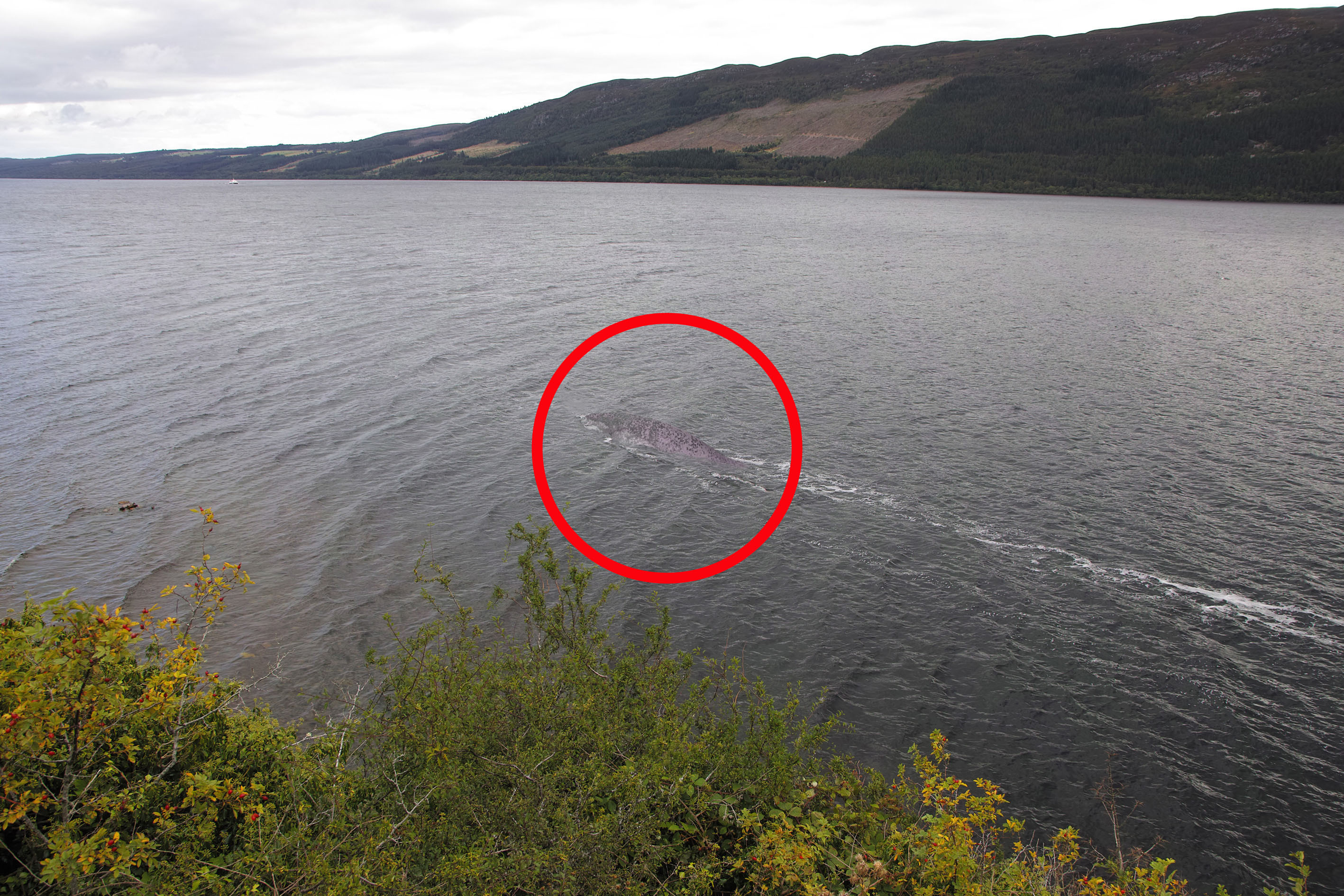英国游客拍到史上最清晰"尼斯湖水怪"照片,网友:那是大鲶鱼