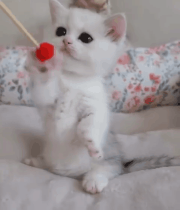 身手矫健,还属这只小猫.