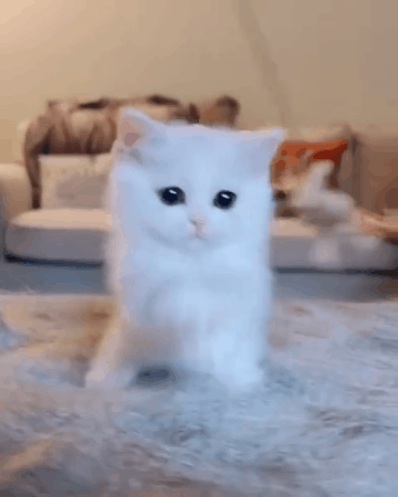 抚养四只还在喝奶的小奶猫,是一种什么体验?