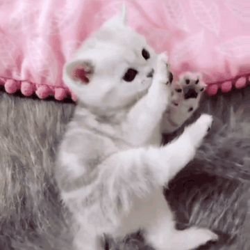 抚养四只还在喝奶的小奶猫是一种什么体验