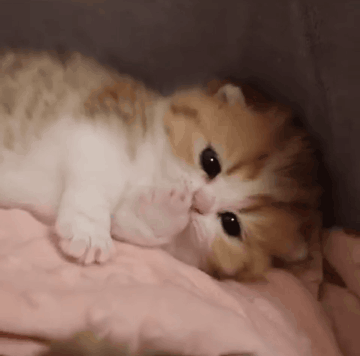 抚养四只还在喝奶的小奶猫是一种什么体验