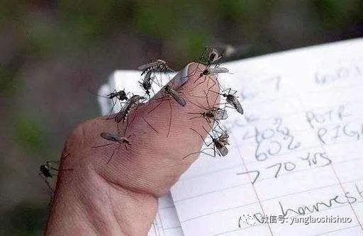 蚊子为什么总咬我?