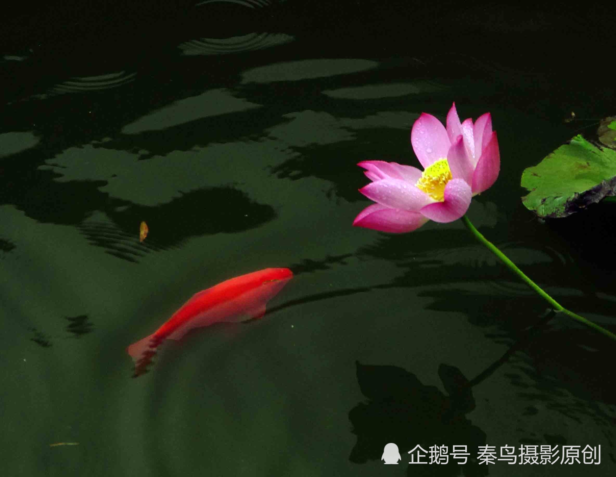六月的陕华金鲤莲花相映红