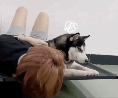 二哈表示已经有了一百个拆家计划!