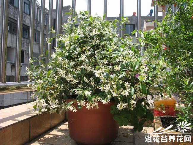 养花谚语——阴不死的兰花,晒不死的茉莉