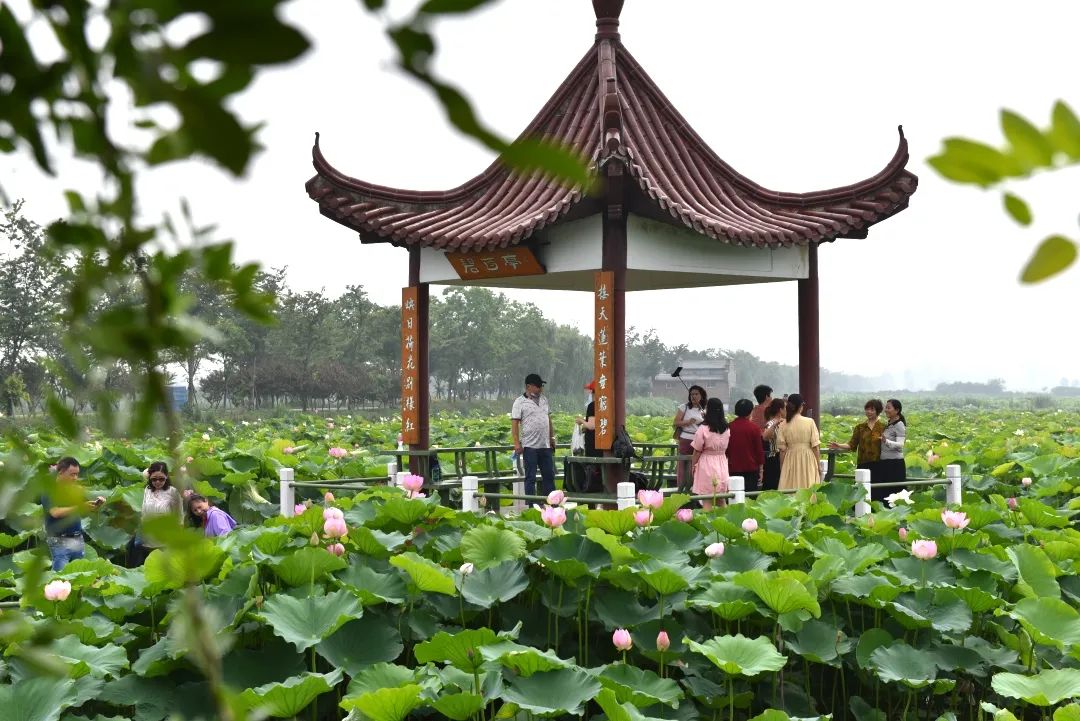 金湖荷花荡夏荷竞相绽放,来金湖赴一场与荷花的约会吧