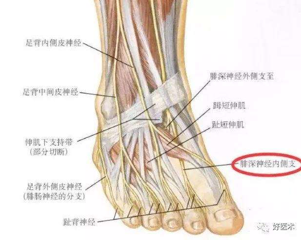 神经解剖及分布走形图谱,推荐收藏随时查看!