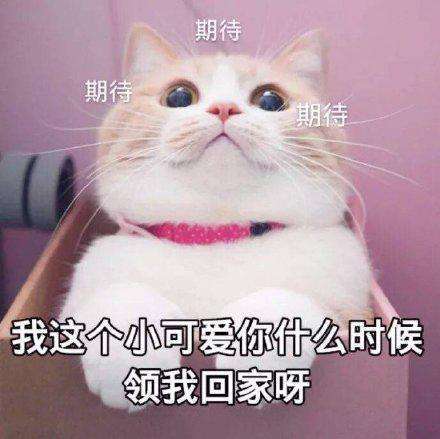 猫咪表情包:新的一天,新的可爱!