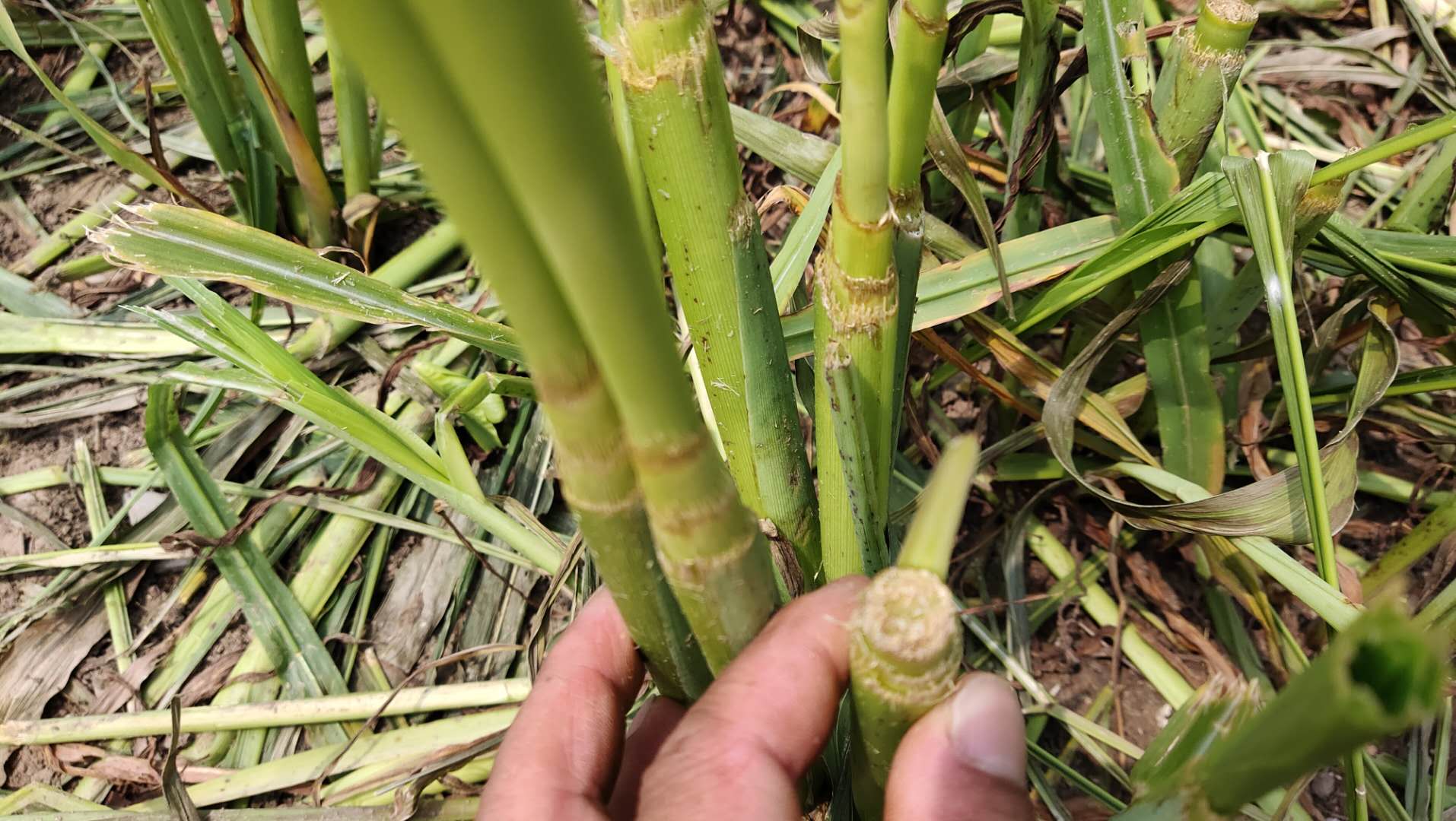 墨西哥玉米草这4种现象,拿出正确解决方案,轻松亩产40000斤
