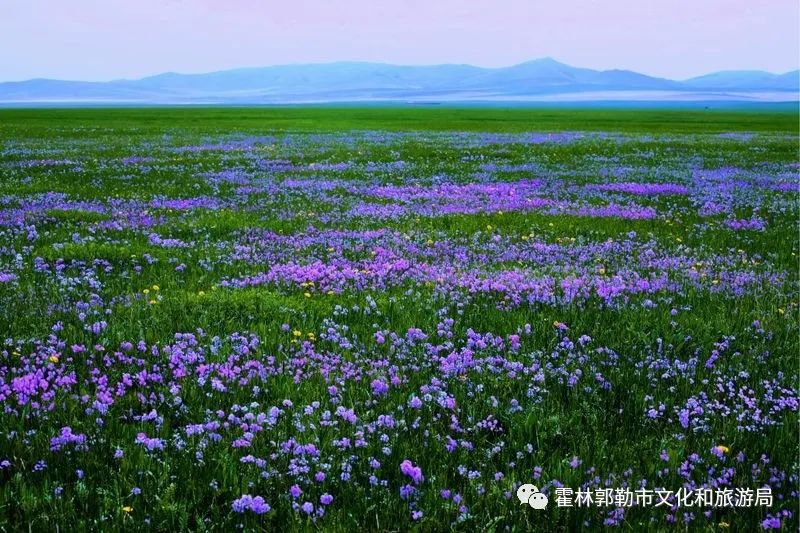 霍林郭勒——草原这边花如海