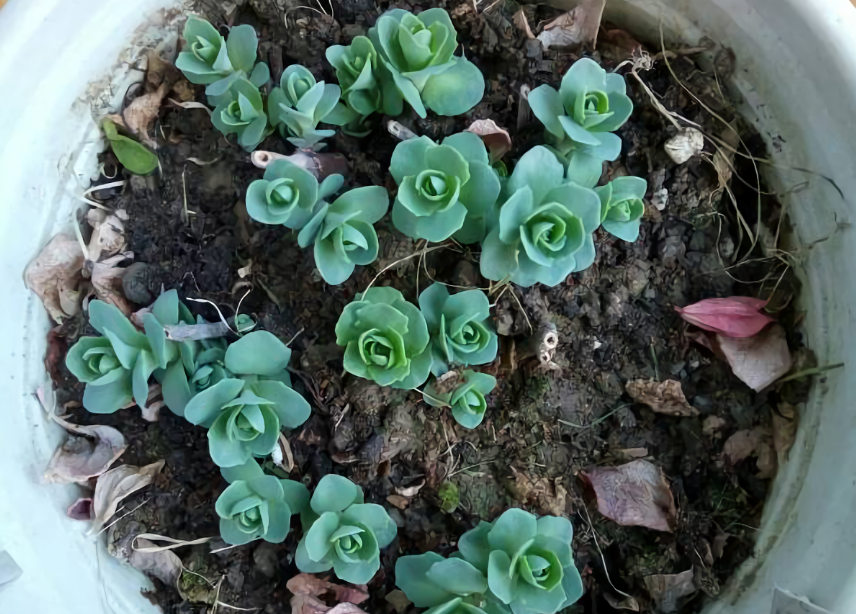 八宝景天,多肉,植物,浇水,夏天