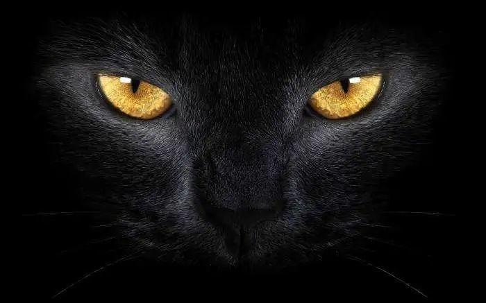 破案系列,为什么都觉得橘猫很凶?