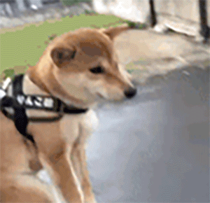 假如让边牧跟二哈赛跑,画风马上就不一样了