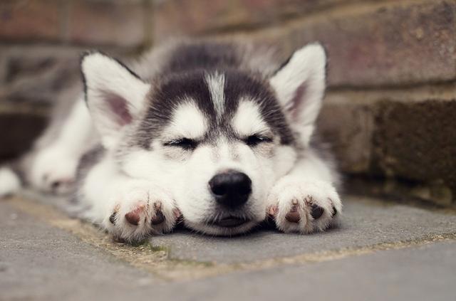 狗狗各种奇葩睡姿,这样睡真的不累?狗狗5种睡姿含义详解