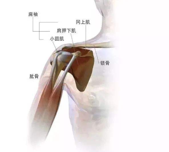 如何改善肩关节灵活性?做好4个动作,让你上肢锻炼无忧