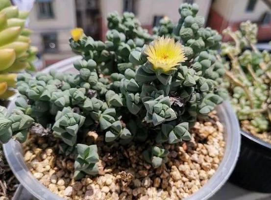 阳台盆栽多肉植物,只能欣赏叶片?不,这样办它们还能蹭蹭开花