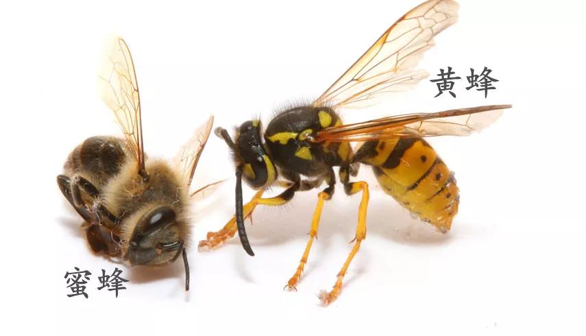 蜜蜂,蜂刺,黄蜂