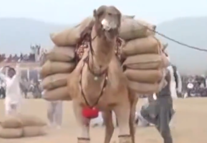 骆驼举重比赛,背上1000斤累的口吐白沫,网友:这是人干