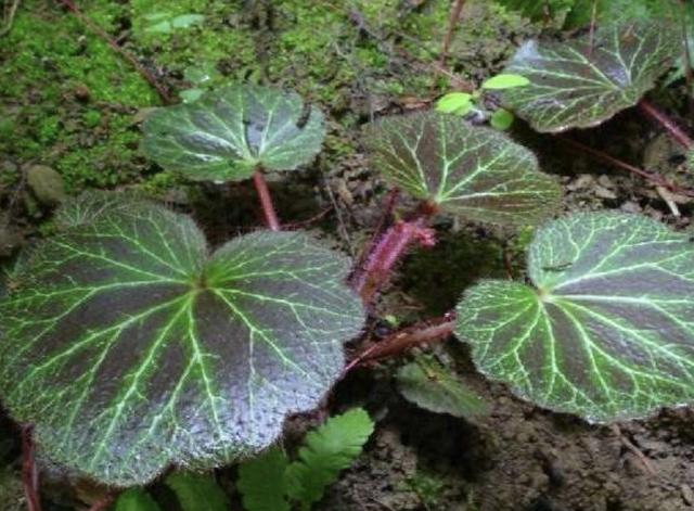 在农村山地,有种"丝绵吊梅",叶片碗口大,比车前草珍贵