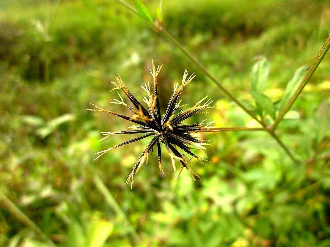 农村,植物,鬼针草,野草