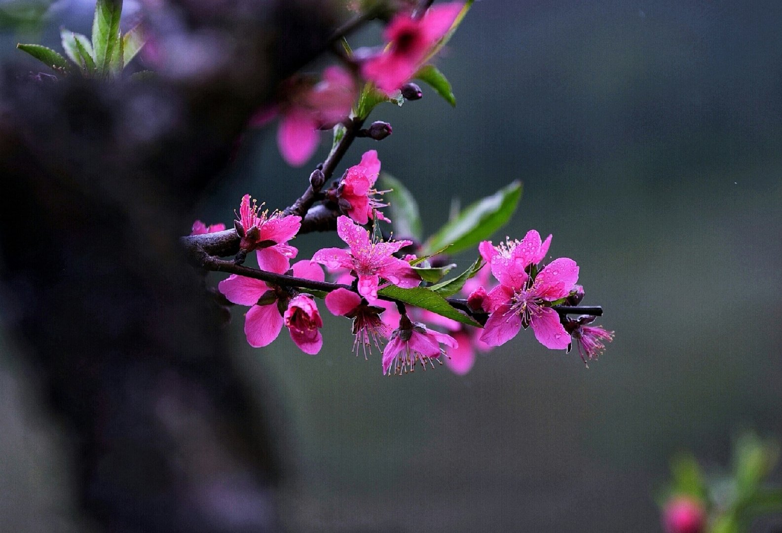 初见桃花 腾讯网