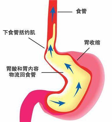 人体是非常智能的:为确保食物从口摄入,顺流而下,抵达肛门,在食管与