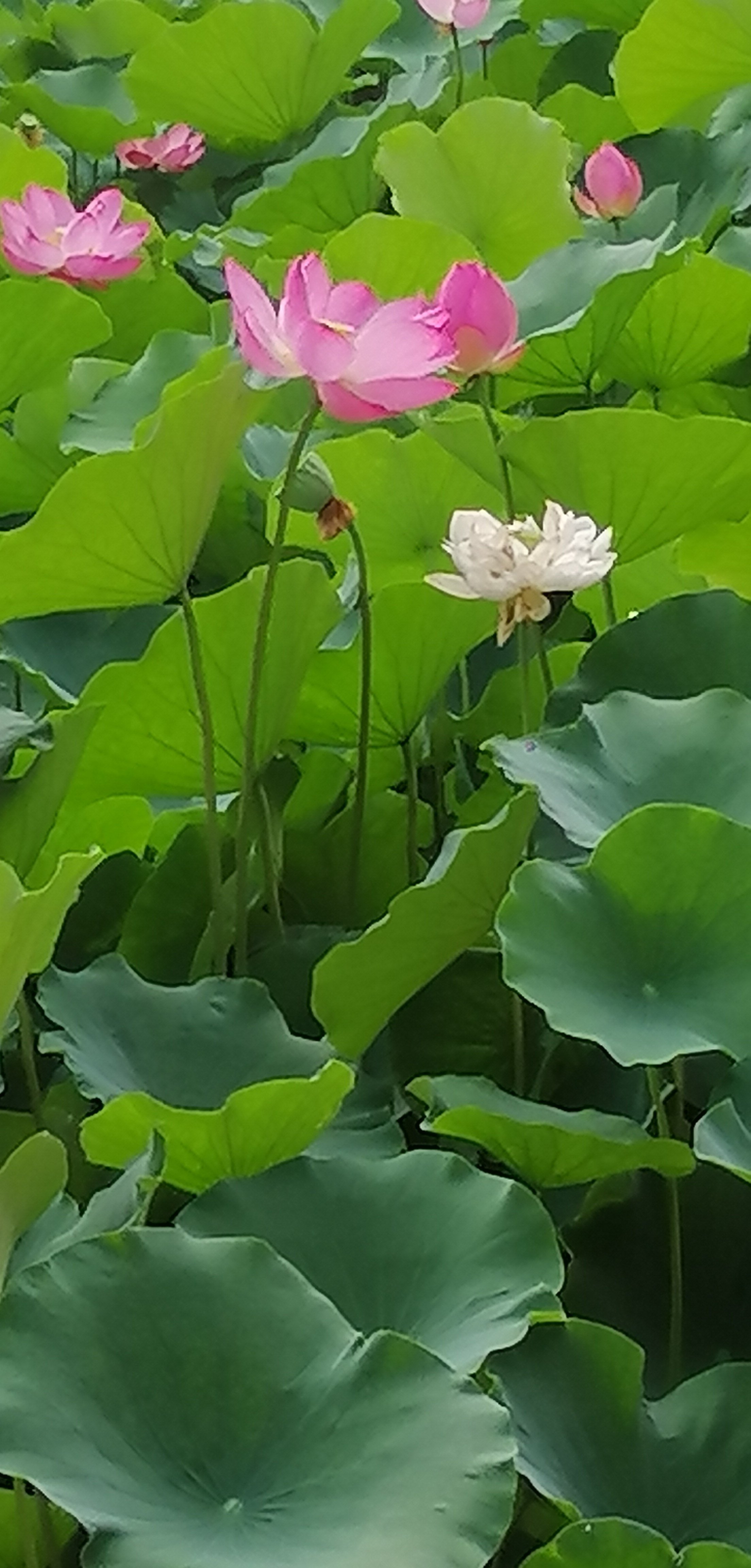 【原创摄影】风蒲猎猎小池塘,过雨荷花满院香