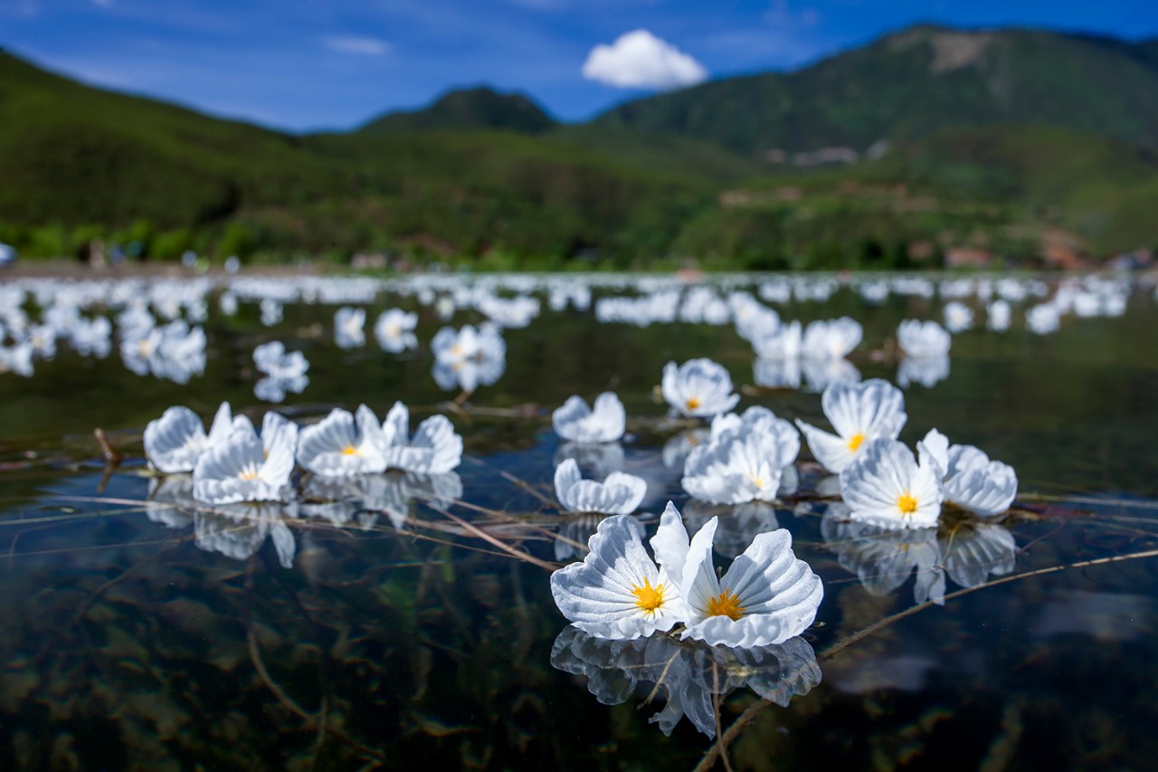 泸沽湖,菜花,水性杨花,丽江