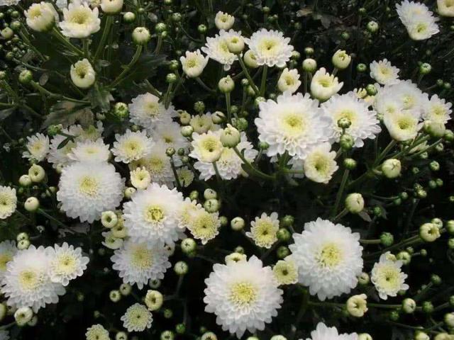 滁菊 腾讯网