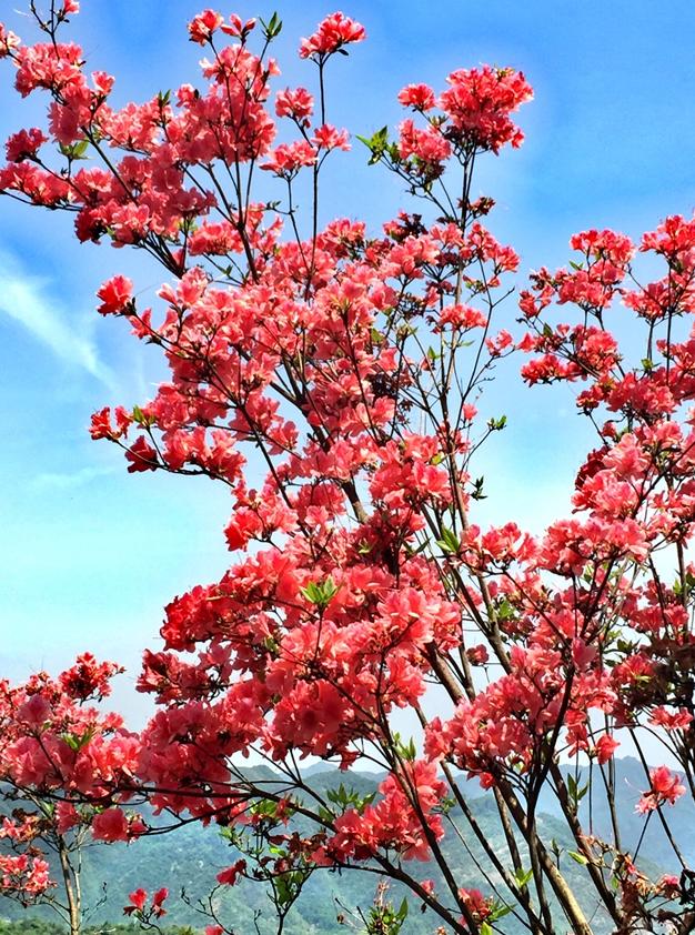 中国各城市市花,都在这里了,看看你所在的城市是什么花吧!