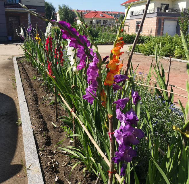 唐菖蒲,养花,剑兰,开花,花卉