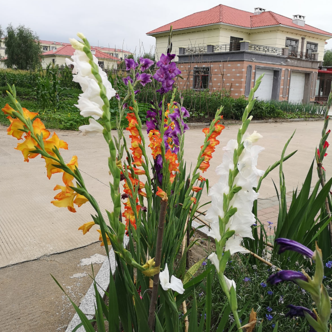 唐菖蒲,养花,剑兰,开花,花卉