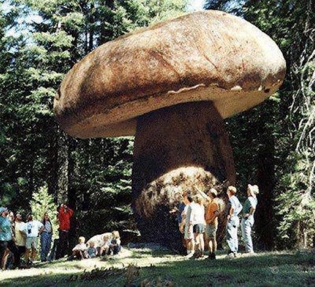 最大的生物 俄勒冈州malheur国家森林的一个巨大蘑菇的根系占地2200