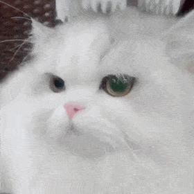 超级可爱的网红猫咪动态表情包