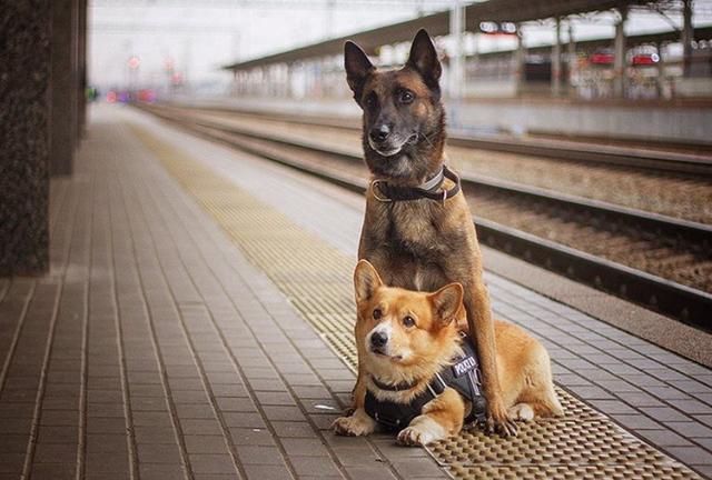 史上最萌警犬退休!俄罗斯短腿柯基当警官,出警全在卖萌?