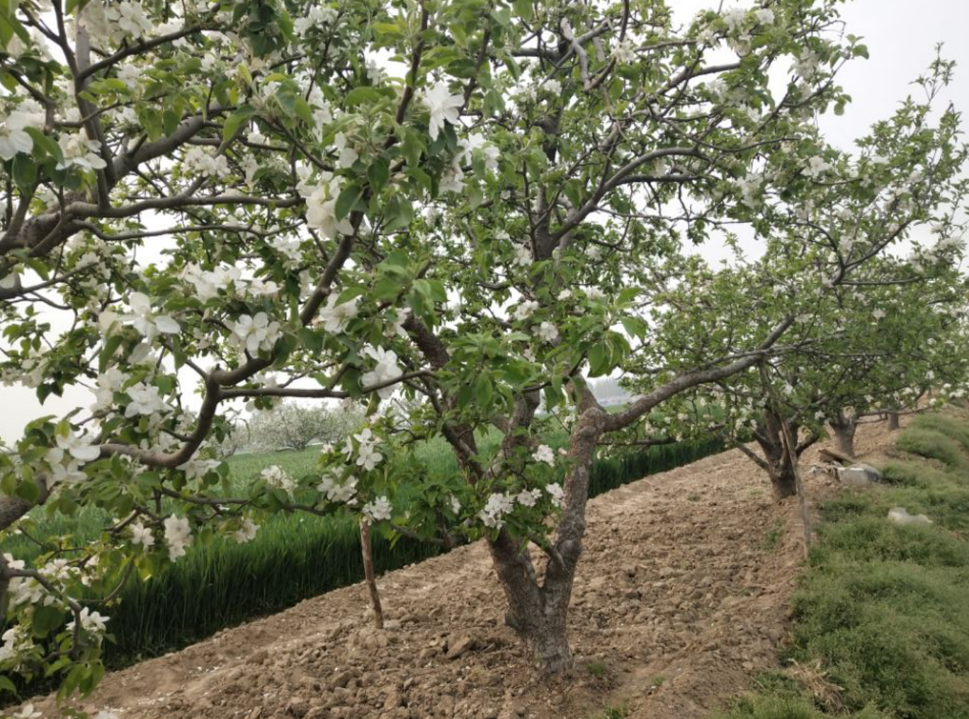 苹果树,种植苹果树,苹果树施肥,苹果树生长,叶面肥