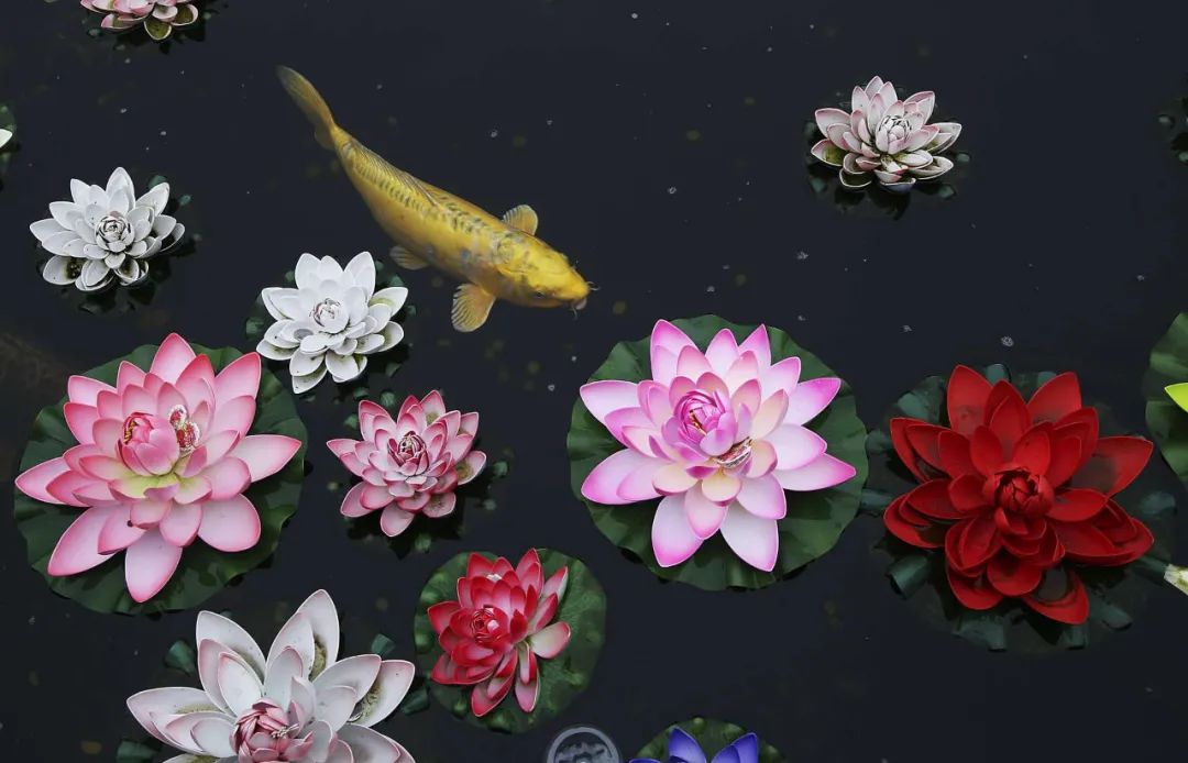 花卉摄影,如何把荷花拍摄出"禅意"效果?试试这3个拍摄